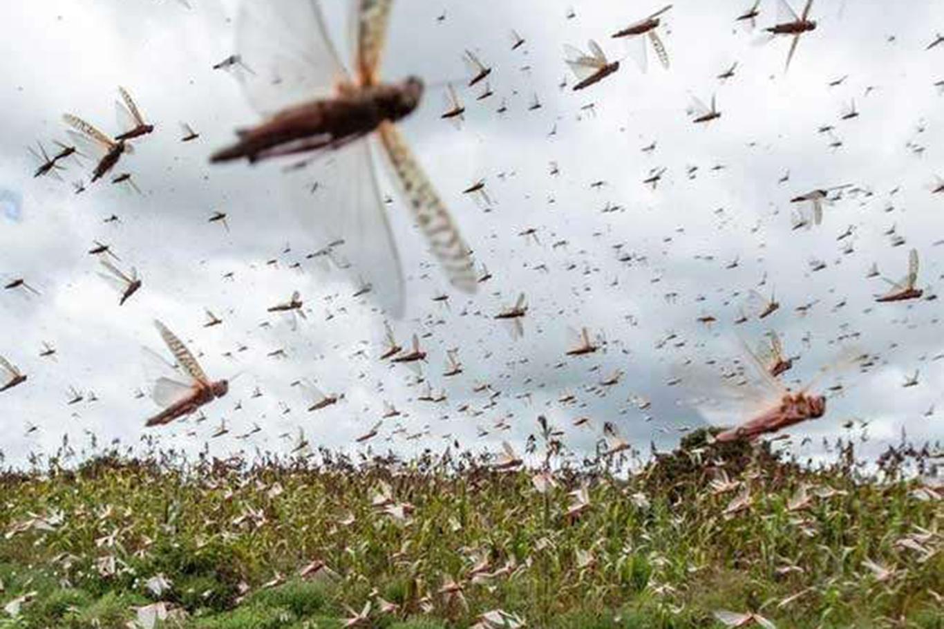 An invasion of locusts has spread across Pakistan